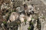 SKYE TERRIER 063